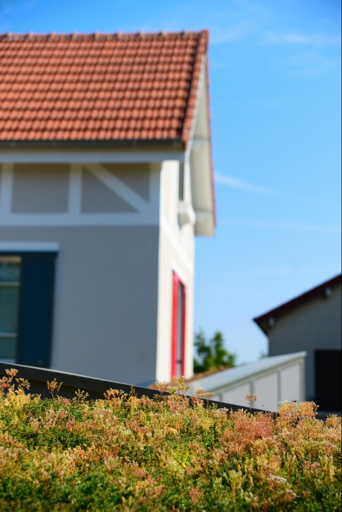 Extension et Rnovation d'une maison individuelle : TOITURE vegetalis